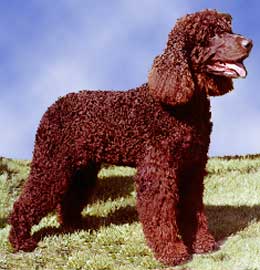 SPANIEL DE APA IRLANDEZ